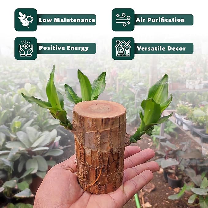 Brazilian Lucky Wood Buy 1 Get 1 Free